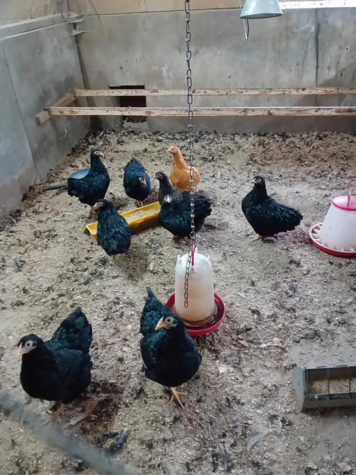 jonge raszuivere wyandotte kriel kippen, Dieren en Toebehoren, Pluimvee, Kip, Vrouwelijk
