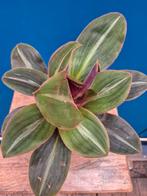 Siderasis Fuscata p12, Ophalen of Verzenden, Halfschaduw, Minder dan 100 cm