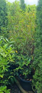 Portugese laurier 140/160 in pot, Ophalen of Verzenden, Laurier, 100 tot 250 cm