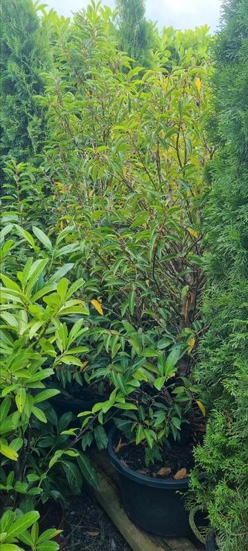 Portugese laurier 140/160 in pot beschikbaar voor biedingen