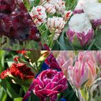 Tulpenbollen (vooral gekke/aparte/zeldzaam), Tuin en Terras, Bloembollen en Zaden, Ophalen of Verzenden, Najaar, Volle zon, Bloembol