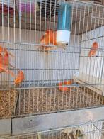 Rode kanaries, Dieren en Toebehoren, Vogels | Kanaries, Meerdere dieren, Kleurkanarie
