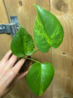 Monstera deliciosa big large form aurea yellow mint lime, Huis en Inrichting, Kamerplanten, Ophalen of Verzenden, Overige soorten