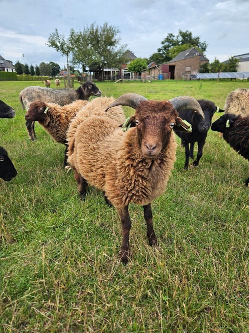 Mooie Ouessant schapen met stamboom, Dieren en Toebehoren, Schapen, Geiten en Varkens, Schaap, Vrouwelijk