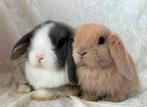 Mega mooi super lief handtam koppeltje Minilop konijntjes, Meerdere dieren, Klein, Hangoor, 0 tot 2 jaar