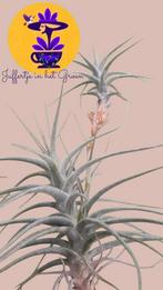 Tillandsia Murorum, Ophalen of Verzenden, Overige soorten, Minder dan 100 cm