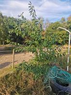 Jonge vogelkers boom, Tuin en Terras, Ophalen, Halfschaduw, Overige soorten, Lente