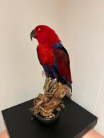 Mooie opgezette edel papegaai op stam, Verzamelen, Dierenverzamelingen, Ophalen of Verzenden, Zo goed als nieuw