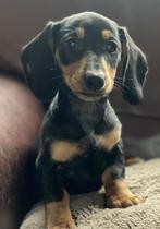 Mooi teckel pupje, Parvo, Reu, 8 tot 15 weken, Korthaar