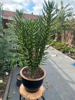Cactus, Huis en Inrichting, Ophalen of Verzenden, Cactus, Volle zon, Minder dan 100 cm