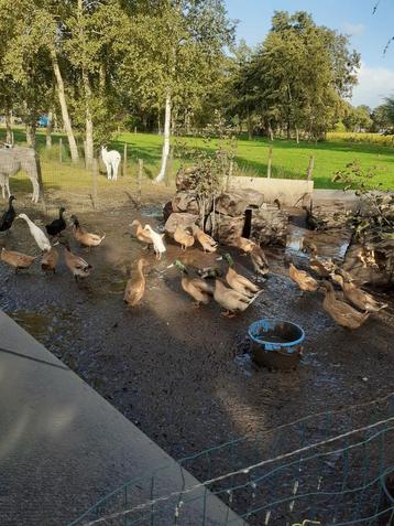 khaki campell leg eenden. beschikbaar voor biedingen