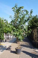 meerstammige japanse sierkers prunus kanzan  in pot, Tuin en Terras, Overige soorten, Lente, Ophalen, Volle zon