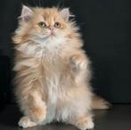 Prachtige Britse kortharige langharige kittens, Dieren en Toebehoren, Katten en Kittens | Raskatten | Korthaar, Meerdere dieren