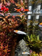 Medaka kohaku, rijstvisjes, Dieren en Toebehoren, Vis, Zoetwatervis, Schoolvis