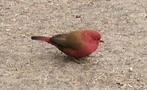 GEZOCHT div tropen vogels, Dieren en Toebehoren, Vogels | Overige Vogels, Vrouwelijk, Wildzangvogel