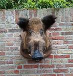 Opgezette kop zwijn taxidermy schedel opgezet Veluwe kerst, Ophalen, Wild dier, Gewei of Kop