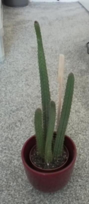 Cactus hangplant  beschikbaar voor biedingen