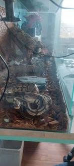 Terrauim met konings python van 15 jaar oud, Ophalen, Zo goed als nieuw, Terrarium of Paludarium