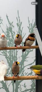 Maskeramadine stel 1-1, Meerdere dieren, Tropenvogel
