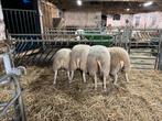 Swifter stamboek ooien, Dieren en Toebehoren, Schapen, Geiten en Varkens, Vrouwelijk, Schaap