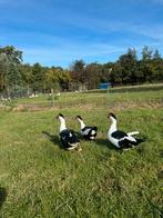 Foktrio kaapse eenden eksterbont zwart, Dieren en Toebehoren, Meerdere dieren, Eend