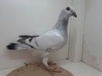 Kleurpostduif kleurpostduiven, Dieren en Toebehoren, Mannelijk, Postduif