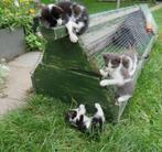 5 schattige kittens te koop😻🐈, Dieren en Toebehoren, Kater