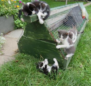 Nog 3 schattige kittens te koop!😻🐈 beschikbaar voor biedingen