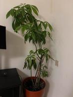 Geldboom / Pachira Aquatica, Ophalen, 100 tot 150 cm, Overige soorten, Halfschaduw