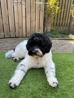 Australian labradoodle  dekreu. Volledig getest, Particulier, Rabiës (hondsdolheid), 1 tot 2 jaar, Reu