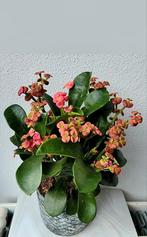 Euphorbia milii, Christusdoorn., Huis en Inrichting, Kamerplanten, Ophalen of Verzenden, Halfschaduw, Minder dan 100 cm