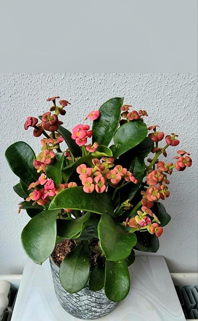Euphorbia milii, Christusdoorn., Huis en Inrichting, Kamerplanten, Minder dan 100 cm, Halfschaduw, Ophalen of Verzenden