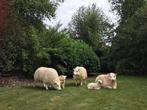 Polyester Texelaar schaap met lammeren, Verzenden, Nieuw, Kunststof, Dierenbeeld