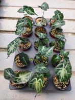 Alocasia Venom, Huis en Inrichting, Kamerplanten, Overige soorten, Minder dan 100 cm, Halfschaduw, Verzenden