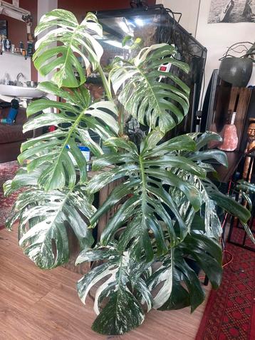 Monstera variegata (alleen als geheel te koop) beschikbaar voor biedingen