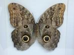 vlinder Caligo brasiliensis, Verzamelen, Dierenverzamelingen, Ophalen of Verzenden, Nieuw, Insect, Opgezet dier