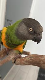 Lief bonteboertje  aangeboden, Dieren en Toebehoren, Mannelijk, Papegaai