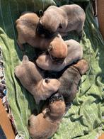Prachtige Retro Mops Mopshond kruising pups, Dieren en Toebehoren, Meerdere, 8 tot 15 weken, Reu, Nederland