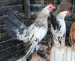 2 sabelpoot haantjes, Dieren en Toebehoren, Pluimvee, Mannelijk, Kip