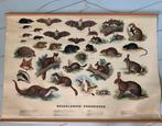Vintage schoolplaat ‘nederlandse zoogdieren’ retro plaat, Ophalen of Verzenden, Natuur en Biologie