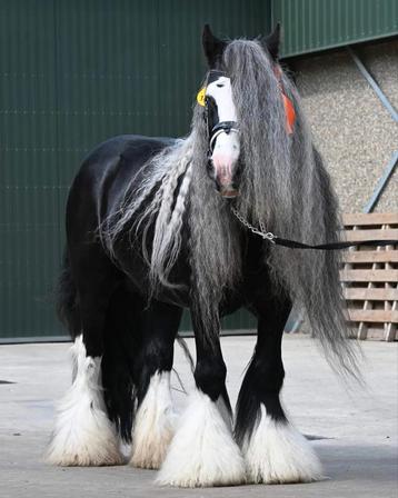 Prachtige irish cob/tinker hengst ter dekking  beschikbaar voor biedingen