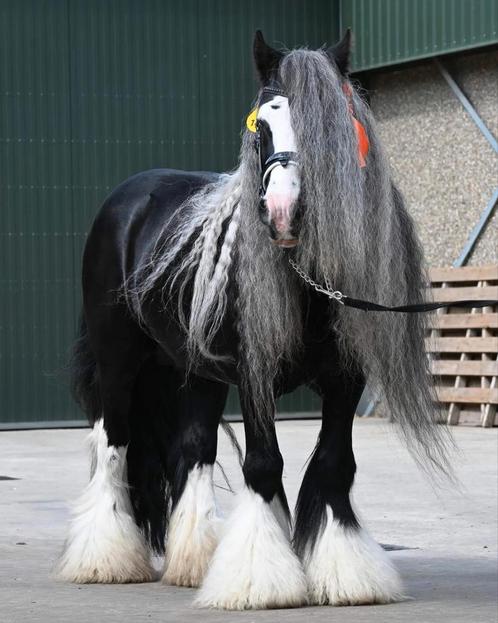 Prachtige irish cob/tinker hengst ter dekking, Dieren en Toebehoren, Paarden en Pony's | Dekhengsten en Fokmerries, Hengst