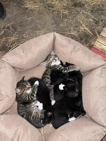 Super lieve boerderij kittens, mogen half mei weg beschikbaar voor biedingen