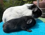 Zwart en dalmatier gladhaar cavia beertjes, Mannelijk, Cavia, Voor 1 juli 2024, Tam