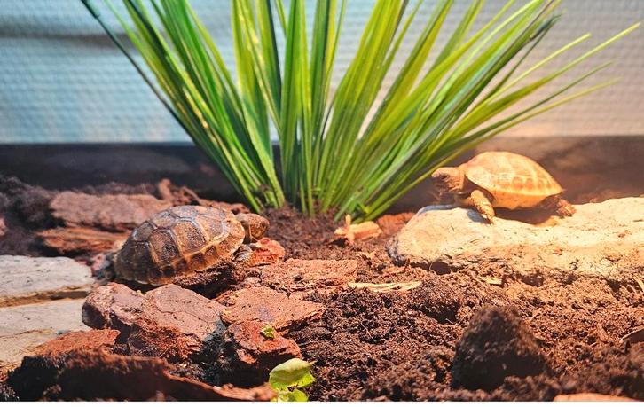 Landschildpadden met terrarium, Dieren en Toebehoren, Reptielen en Amfibieën, Schildpad, 0 tot 2 jaar, Met terrarium, Tam