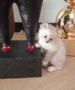 HALF MAINCOON/RAGDOLL KITTENS TE KOOP, Meerdere dieren, Ingeënt