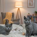 Brits / Britse Korthaar, geënt, raszuiver., Dieren en Toebehoren, Meerdere dieren, Gechipt, 0 tot 2 jaar