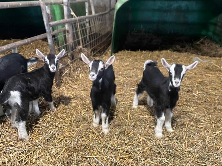 Zwarte Toggenburger boklammeren, Dieren en Toebehoren, Schapen, Geiten en Varkens, Geit, Meerdere dieren