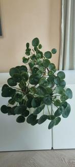 Grote hang pannenkoekplant met pot, Huis en Inrichting, Kamerplanten, Ophalen