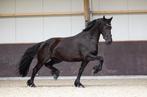 Drachtige stermerrie, Dieren en Toebehoren, Paarden, Merrie, Recreatiepaard, 7 tot 10 jaar